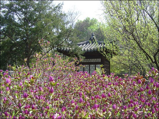 우리의 정자는 꽃밭, 언덕, 숲 속, 계곡, 연못 등 장소에 구애받지 않고 자연 속 어느 곳에나 위치한다. 낙선재 앞 뜰. 